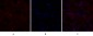 CD44 Polyclonal Antibody
